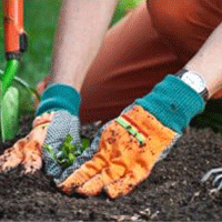 planting a vegetable seedling