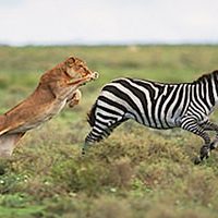 lion-chasing-zebra-fi_mini
